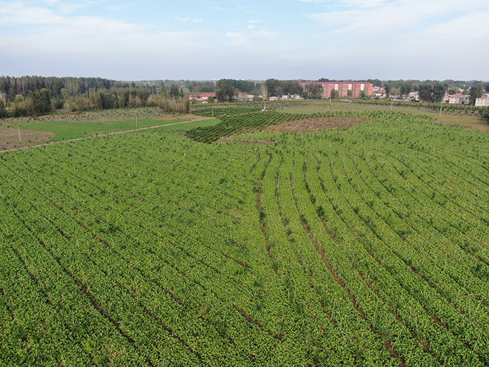 雄安新區(qū)植樹(shù)造林工程